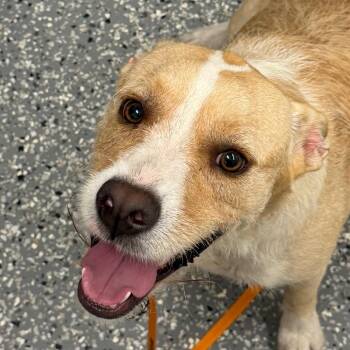 Libby -  Terrier Dog for Adoption in Bronson, Florida - Libby | PetCurious