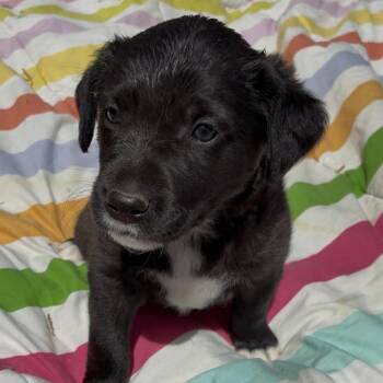 Mixed Breed Dogs Available for Adoption - Wyatt | PetCurious