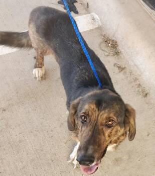 Bob -  Basset Hound and Mixed Breed Dog Available for Adoption in Belton, Texas - Bob | PetCurious