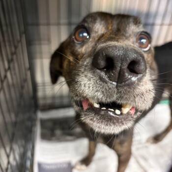 Lisa -  Mixed Breed Dog for Adoption in Lake Jackson, Texas - Lisa | PetCurious