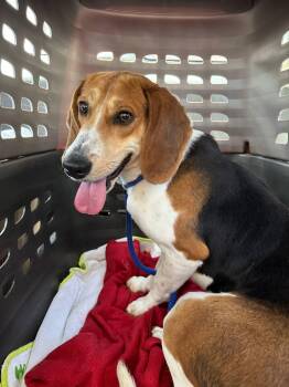 Rescue Beagle and American Foxhound Dogs for Adoption in Chesapeake, Virginia - Raynor | PetCurious