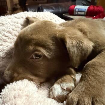 Cattle Dog and Australian Shepherd Dogs Available for Adoption - Acon | PetCurious