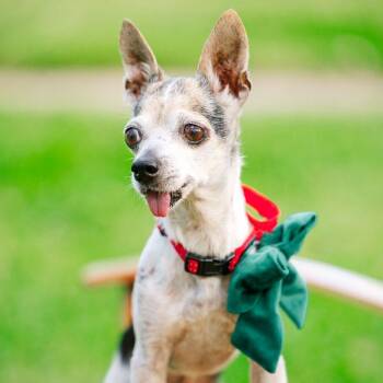 Chihuahua Dogs Available for Adoption in Rensselaer, New York - Inigo Montoya | PetCurious