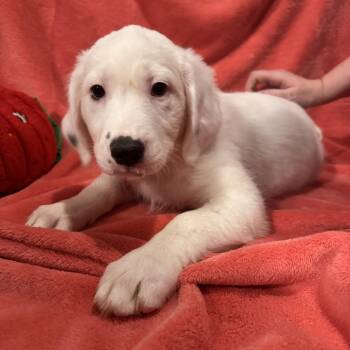 Sarah -  Border Collie and Great Pyrenees Dog for Adoption in Waterloo, Iowa - Sarah | PetCurious