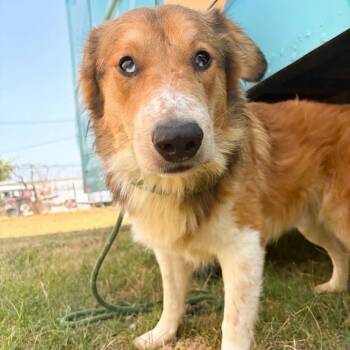 Forest -  Australian Shepherd and Collie Dog for Adoption in Tulsa, Oklahoma - Forest | PetCurious