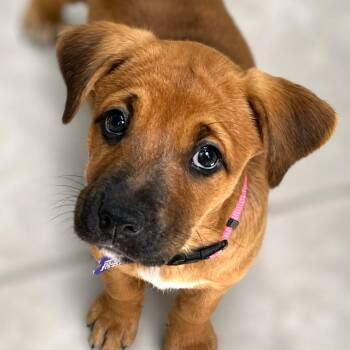 Cheyenne -  Labrador Retriever and Black Mouth Cur Dog for Adoption in Boerne, Texas - Cheyenne | PetCurious