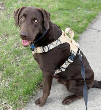 Labrador Retriever Dogs Available for Adoption in Hoffman Estates, Illinois - Stetson | PetCurious