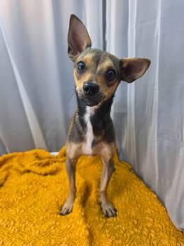 Bacon -  Chihuahua Dog for Adoption in Foley, Alabama - Bacon | PetCurious