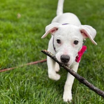 Pit Bull Terrier and Terrier Dogs Available for Adoption - Yuki The Adorable Nugget | PetCurious
