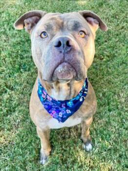 REEKO -  Pit Bull Terrier Dog for Adoption in Tulsa, Oklahoma - REEKO | PetCurious