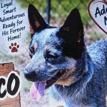 Bronco -  Australian Cattle Dog Blue Heeler and Shepherd Dog for Adoption in Greenfield, Indiana - Bronco | PetCurious