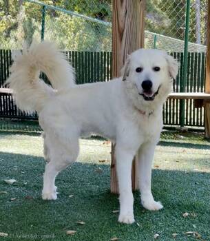Rescue Great Pyrenees Dogs for Adoption in Roswell, Georgia - Lance | PetCurious