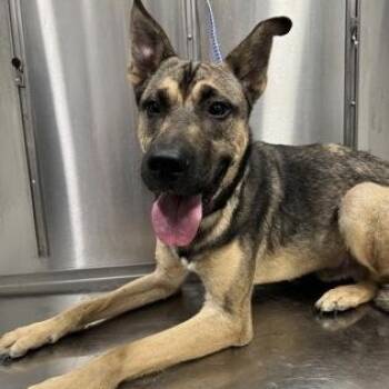German Shepherd Dog Dogs Available for Adoption in Converse, Texas - Skipper | PetCurious