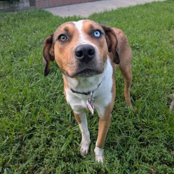 Pippy -  Hound Dog for Adoption in Wake Forest, North Carolina - Pippy | PetCurious