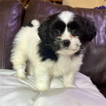 Shih Tzu and Havanese Dogs Available for Adoption in Toronto, Ontario - Sailor | PetCurious