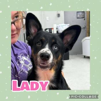 Lady -  Australian Shepherd and Bernese Mountain Dog Dog for Adoption in Ringwood, New Jersey - Lady | PetCurious