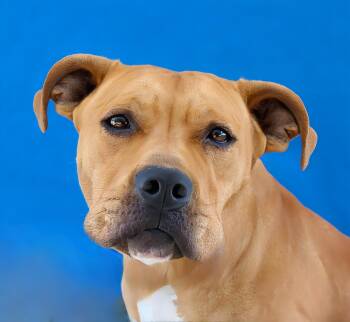 MONA -  Pit Bull Terrier Dog for Adoption in Pasadena, California - MONA | PetCurious