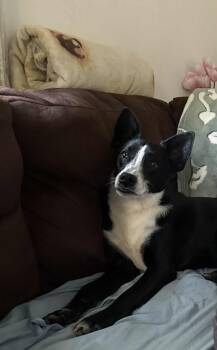 Rescue Boston Terrier Dogs for Adoption in Jeffersonville, New York - Kookie | PetCurious
