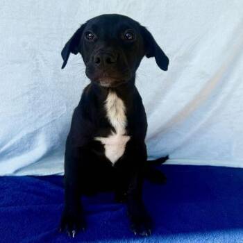 Chipz -  Black Labrador Retriever Dog for Adoption in Carencro, Louisiana - Chipz | PetCurious
