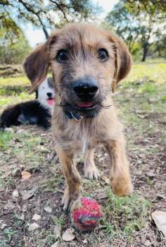 Biscotti -  Australian Shepherd and Collie Dog for Adoption in Boerne, Texas - Biscotti | PetCurious