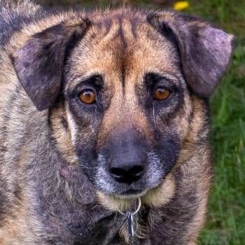 Rescue Shepherd Dogs for Adoption in Arlington Heights, Illinois - Luna | PetCurious