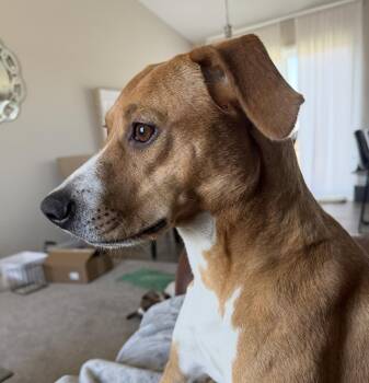 Beagle and Terrier Dogs Available for Adoption in Minneapolis, Minnesota - Holly | PetCurious