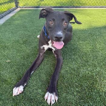 Scott -  Mixed Breed Dog for Adoption in Bradenton, Florida - Scott | PetCurious