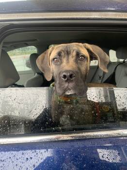 Ravi -  Mastiff Dog for Adoption in Kettering, Ohio - Ravi | PetCurious