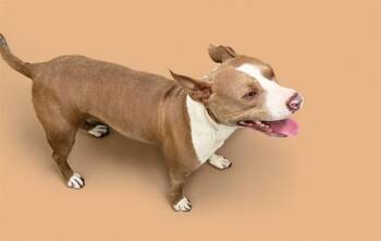 LISA -  American Staffordshire Terrier and Mixed Breed Dog for Adoption in Fort Lauderdale, Florida - LISA | PetCurious