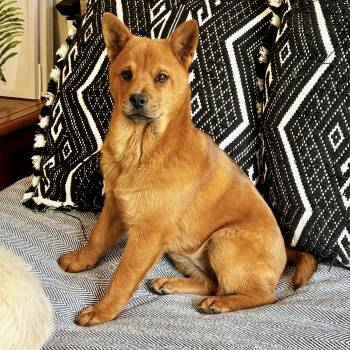 Chow Chow Dogs Available for Adoption - Mochi | PetCurious