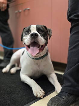 Rescue American Bulldog and Pit Bull Terrier Dogs for Adoption - Moo Moo Cow | PetCurious