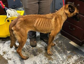 Belgian Shepherd Malinois Dogs Available for Adoption in New Lexington, Ohio - Maven #40 | PetCurious