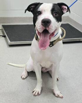 26-257 -  Pit Bull Terrier Dog for Adoption in Lindenhurst, New York - 26-257 | PetCurious