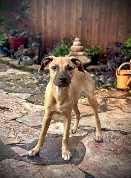 Rescue Mixed Breed and Black Mouth Cur Dogs for Adoption in Houston, Texas - Jake! Sweet And Friendly! | PetCurious