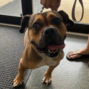 Hazel -  Mixed Breed Dog for Adoption in Allentown, Pennsylvania - Hazel | PetCurious