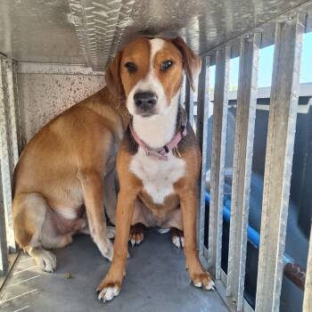 Rescue Hound Dogs for Adoption in Gautier, Mississippi - Cookie | PetCurious