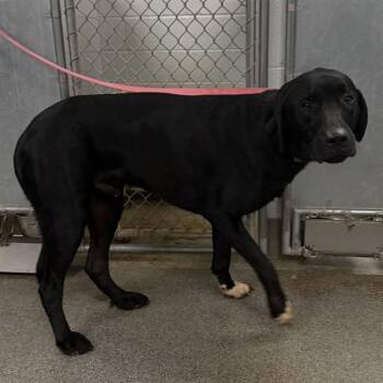 HUGHIE -  Labrador Retriever Dog for Adoption - HUGHIE | PetCurious