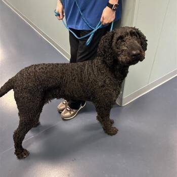 Mrs. Doodle -  Standard Poodle and Mixed Breed Dog for Adoption in Greensboro, North Carolina - Mrs. Doodle | PetCurious