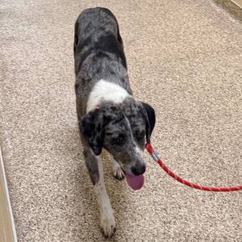 Mixed Breed Dogs Available for Adoption in Cheyenne, Wyoming - Slinky | PetCurious