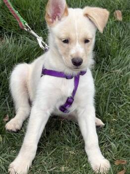 Australian Shepherd Dogs Available for Adoption - Deja | PetCurious