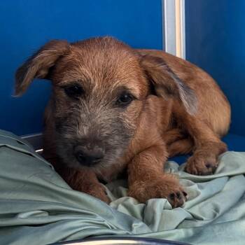 Hansel -  Mixed Breed Dog for Adoption in Las Cruces, New Mexico - Hansel | PetCurious
