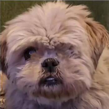 Shih Tzu Dogs Available for Adoption in Apple Valley, California - Lulu | PetCurious