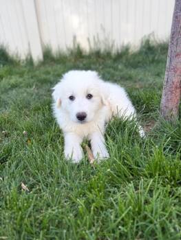 Great Pyrenees Dogs Available for Adoption in Midway, Utah - SKY King | PetCurious