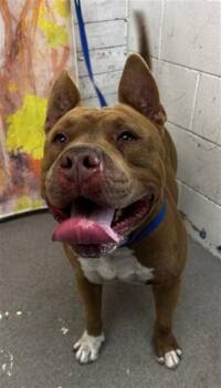 KOBE -  Pit Bull Terrier Dog for Adoption in San Bernardino, California - KOBE | PetCurious
