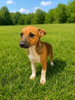 Noa -  Jack Russell Terrier Dog for Adoption in Waldorf, Maryland - Noa | PetCurious