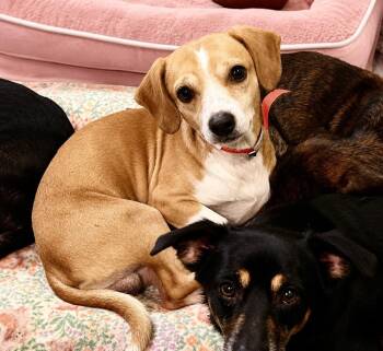 Jacob -  Chihuahua and Beagle Dog for Adoption in Saugus, Massachusetts - Jacob | PetCurious