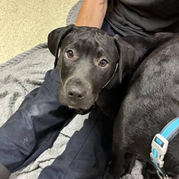 Wanda -  Black Labrador Retriever and Mixed Breed Dog for Adoption in Windsor, Virginia - Wanda | PetCurious