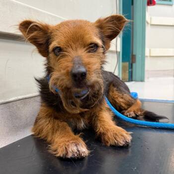 Yorkshire Terrier Dogs Available for Adoption in Pasadena, California - Mustache | PetCurious