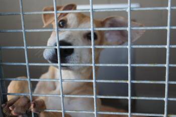 Rescue Shepherd and Husky Dogs for Adoption in Yucca Valley, California - Slater | PetCurious