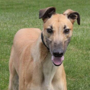 Monkey -  Greyhound Dog for Adoption in Goshen, Indiana - Monkey | PetCurious